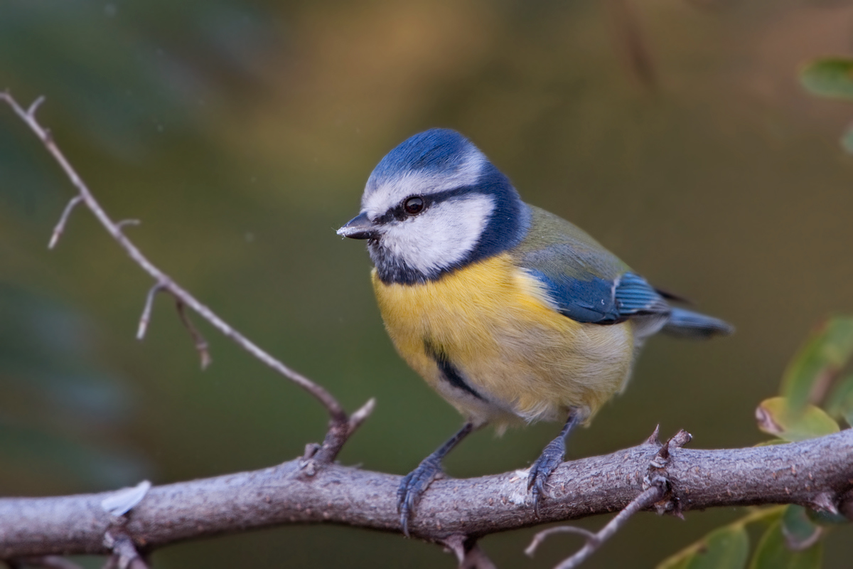 Blue Tit