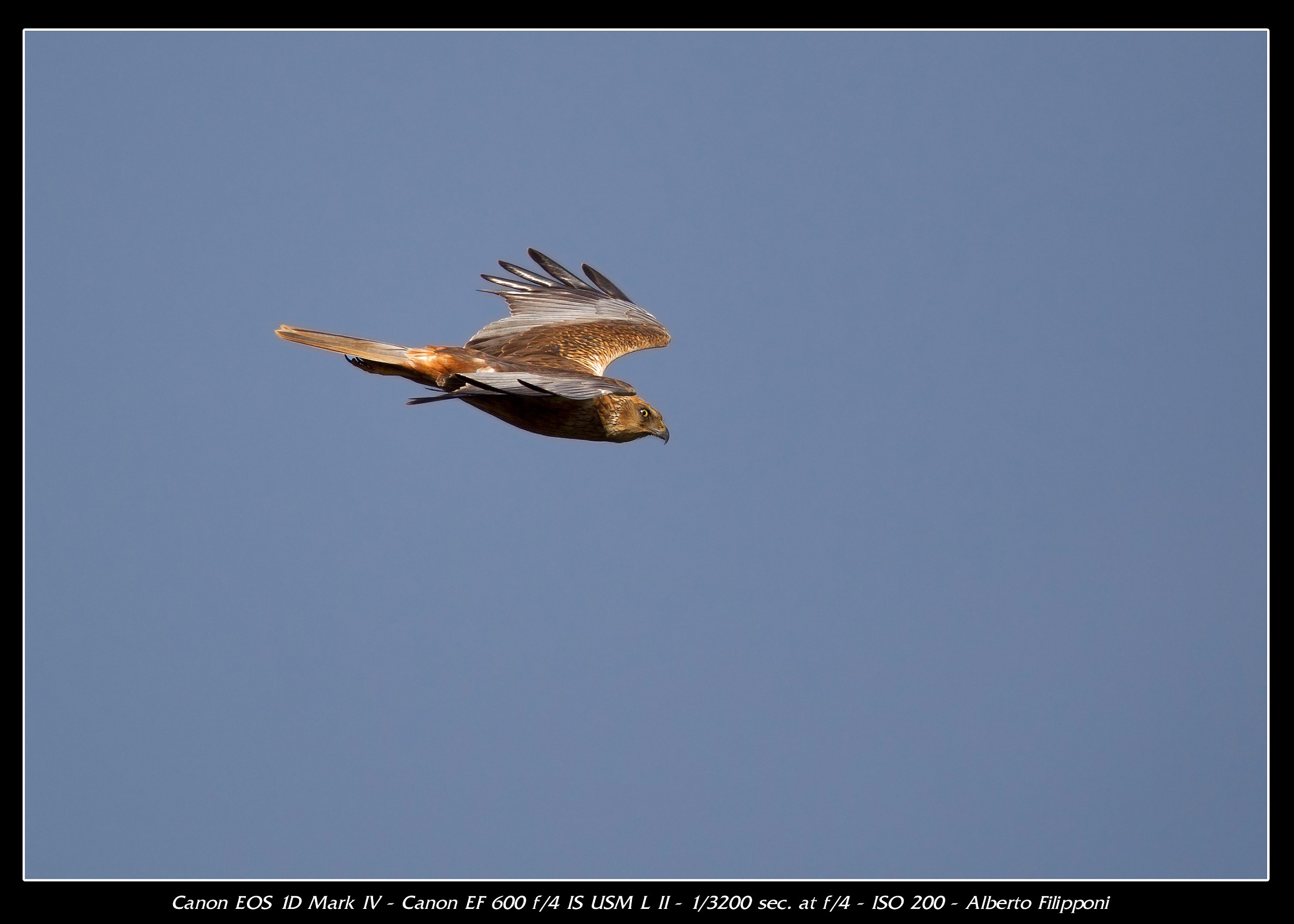Marsh Harrier