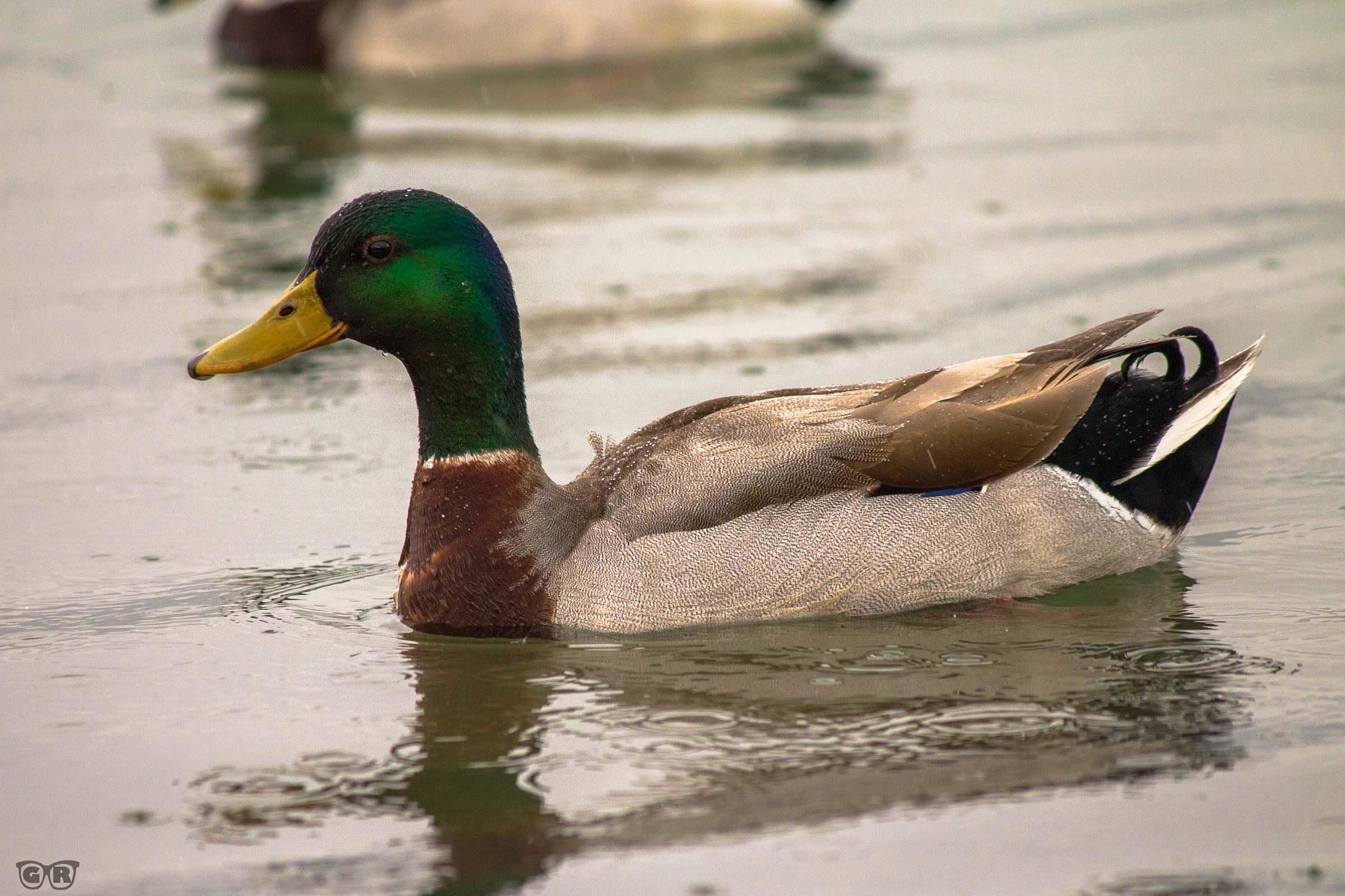 Germano reale sotto la pioggia