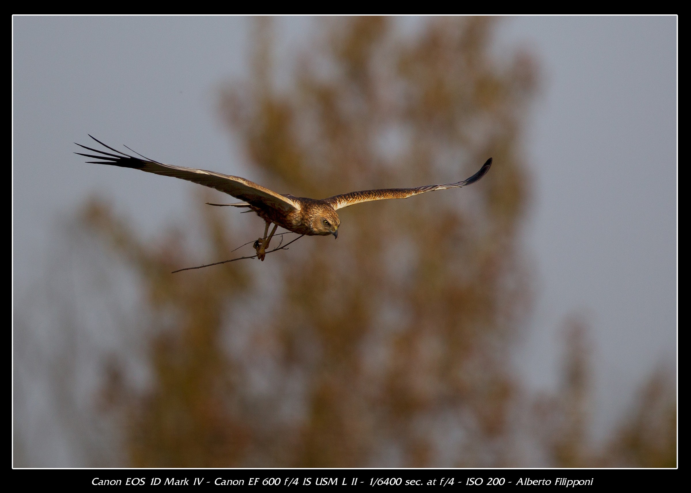 Falcon light streaks during the nesting
