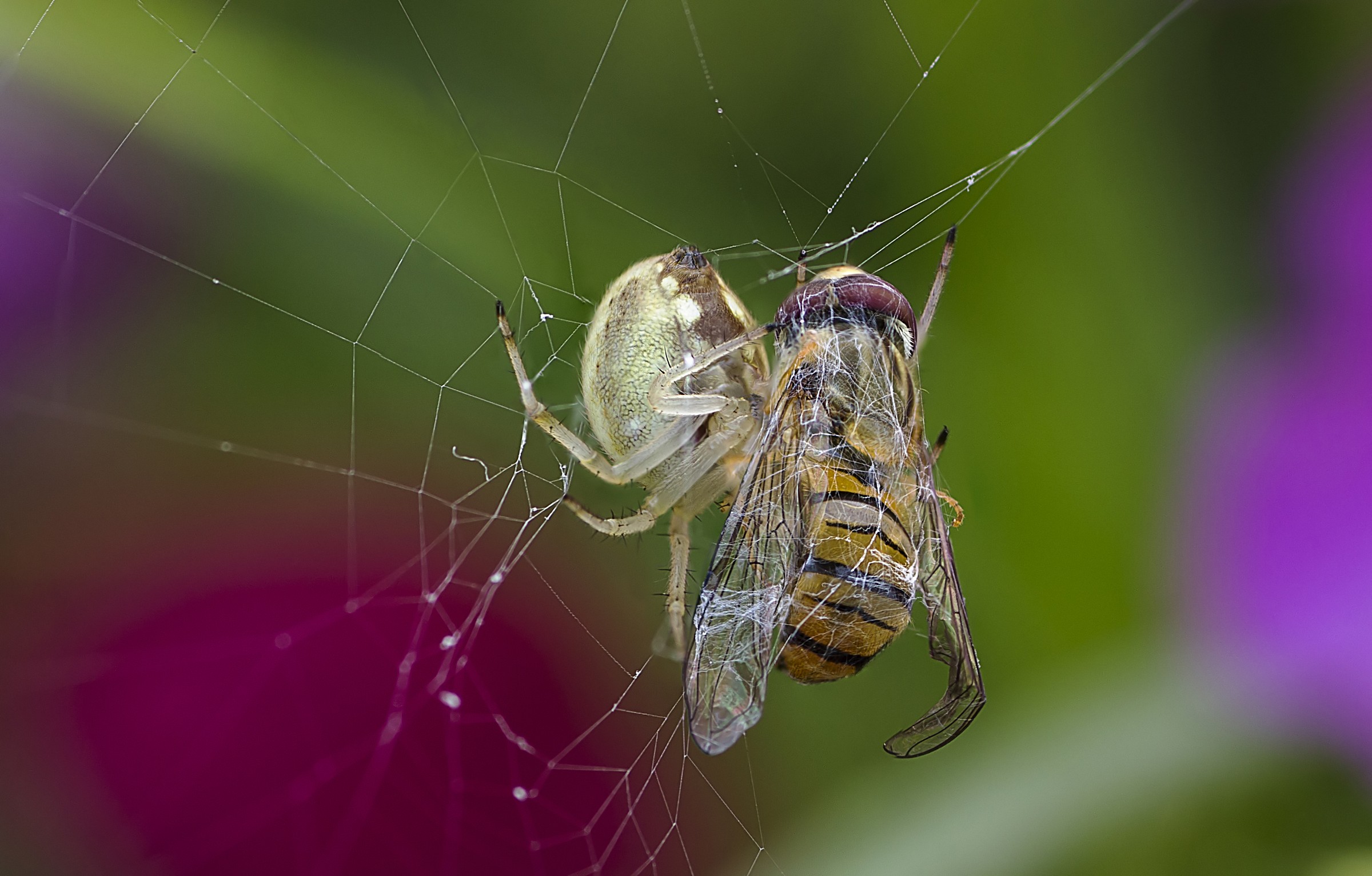 La sopravvivenza del più forte