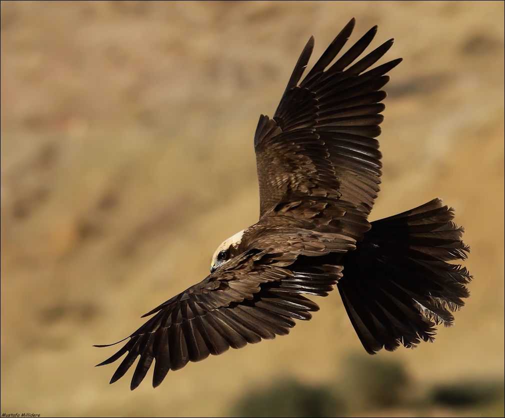 Marsh Harrier ...