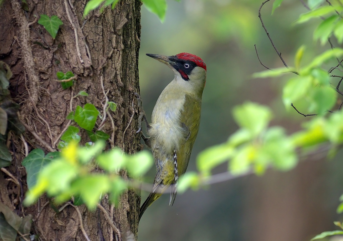 green woodpecker