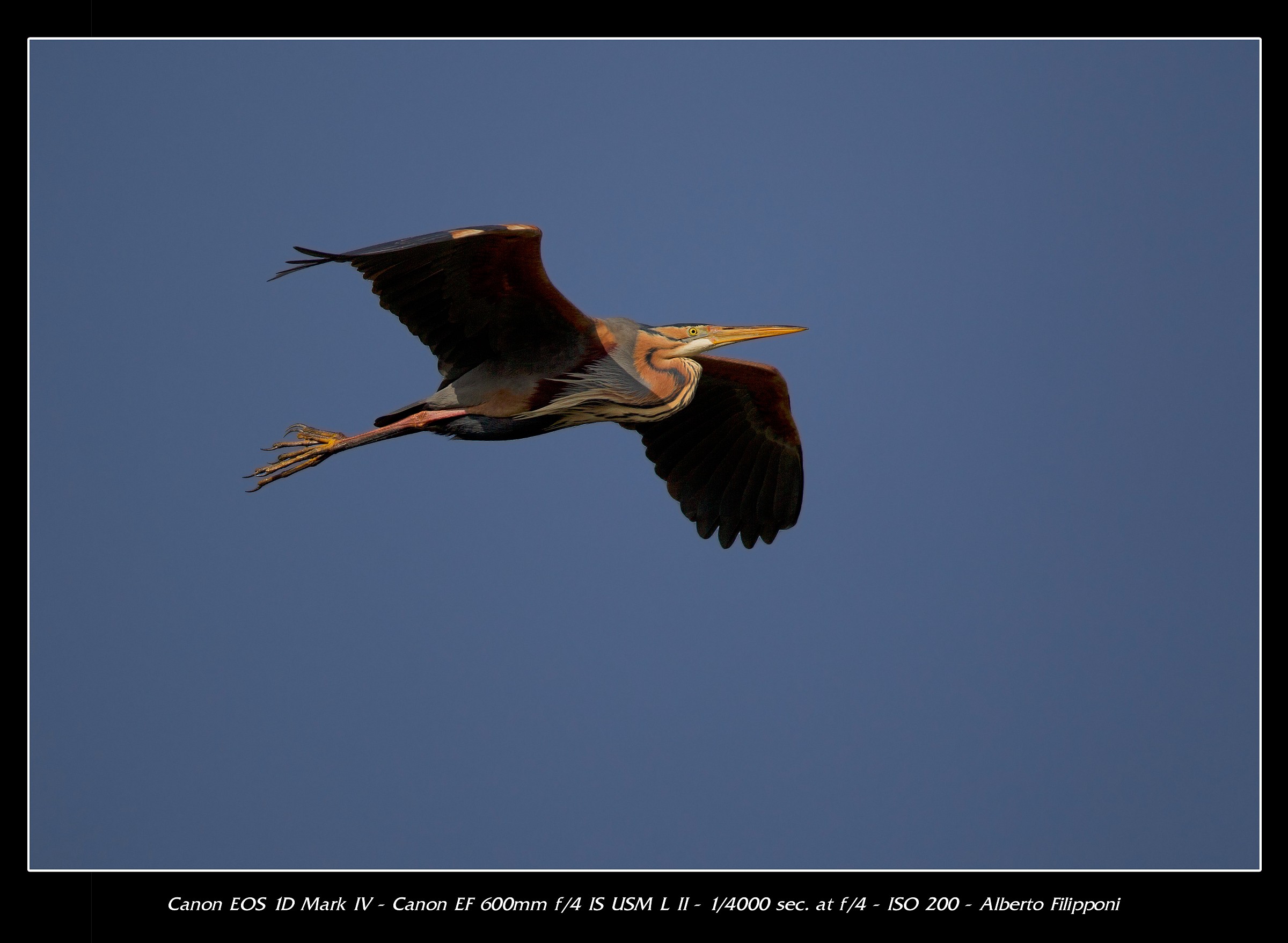 Purple Heron