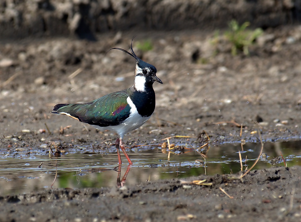 lapwing