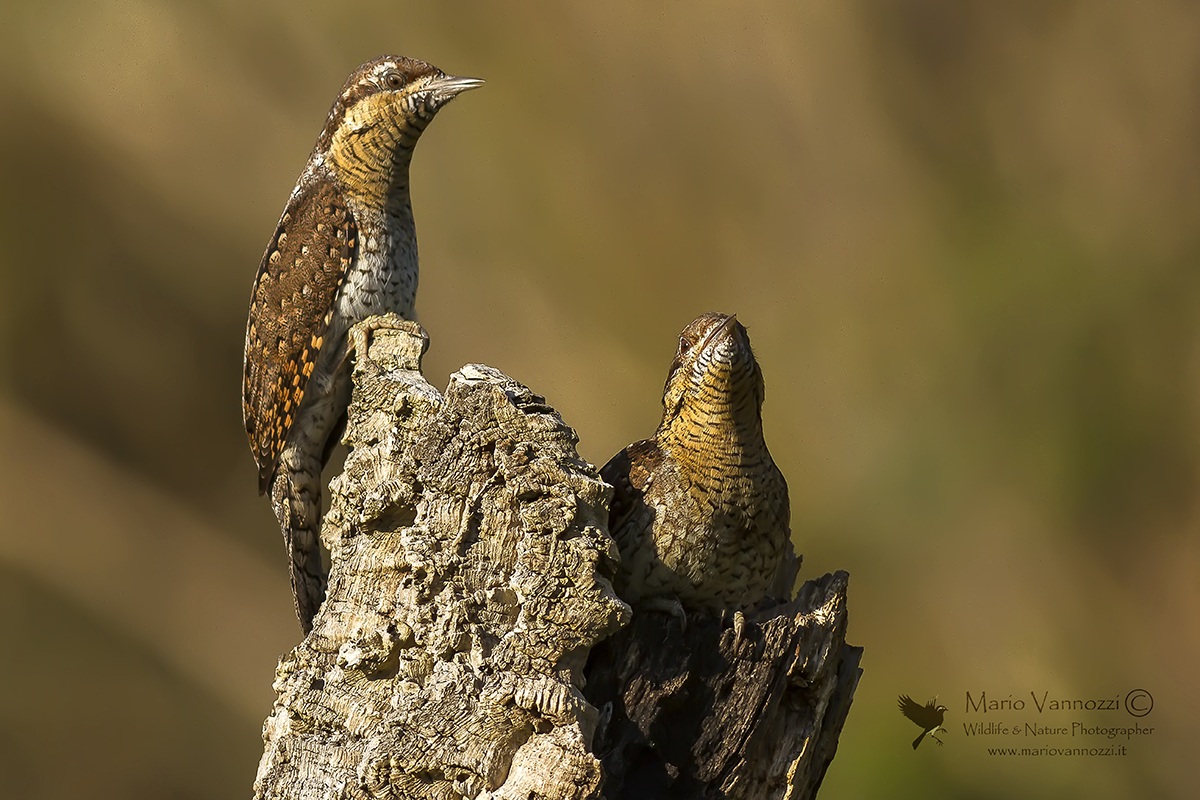 Corteggiamenti...(Torcicollo)