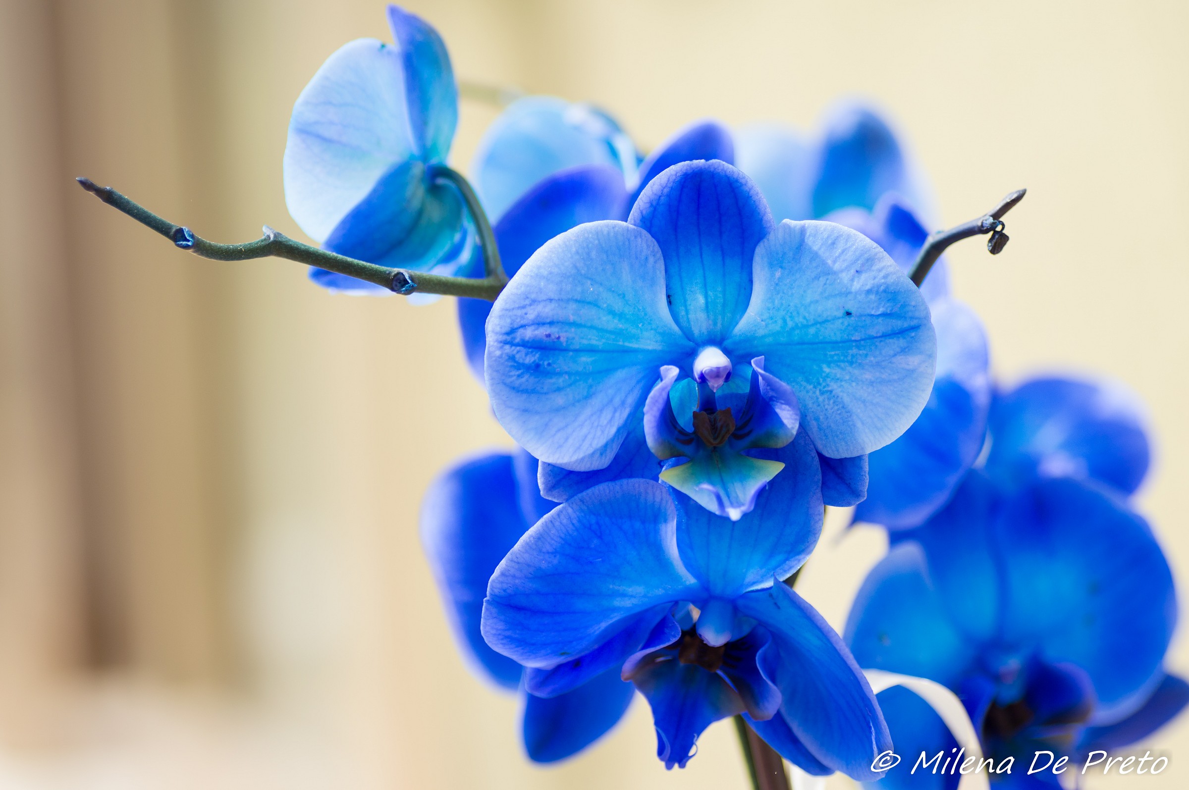 orchidea blu