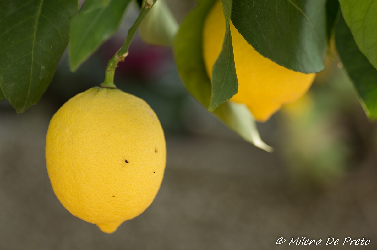 limone