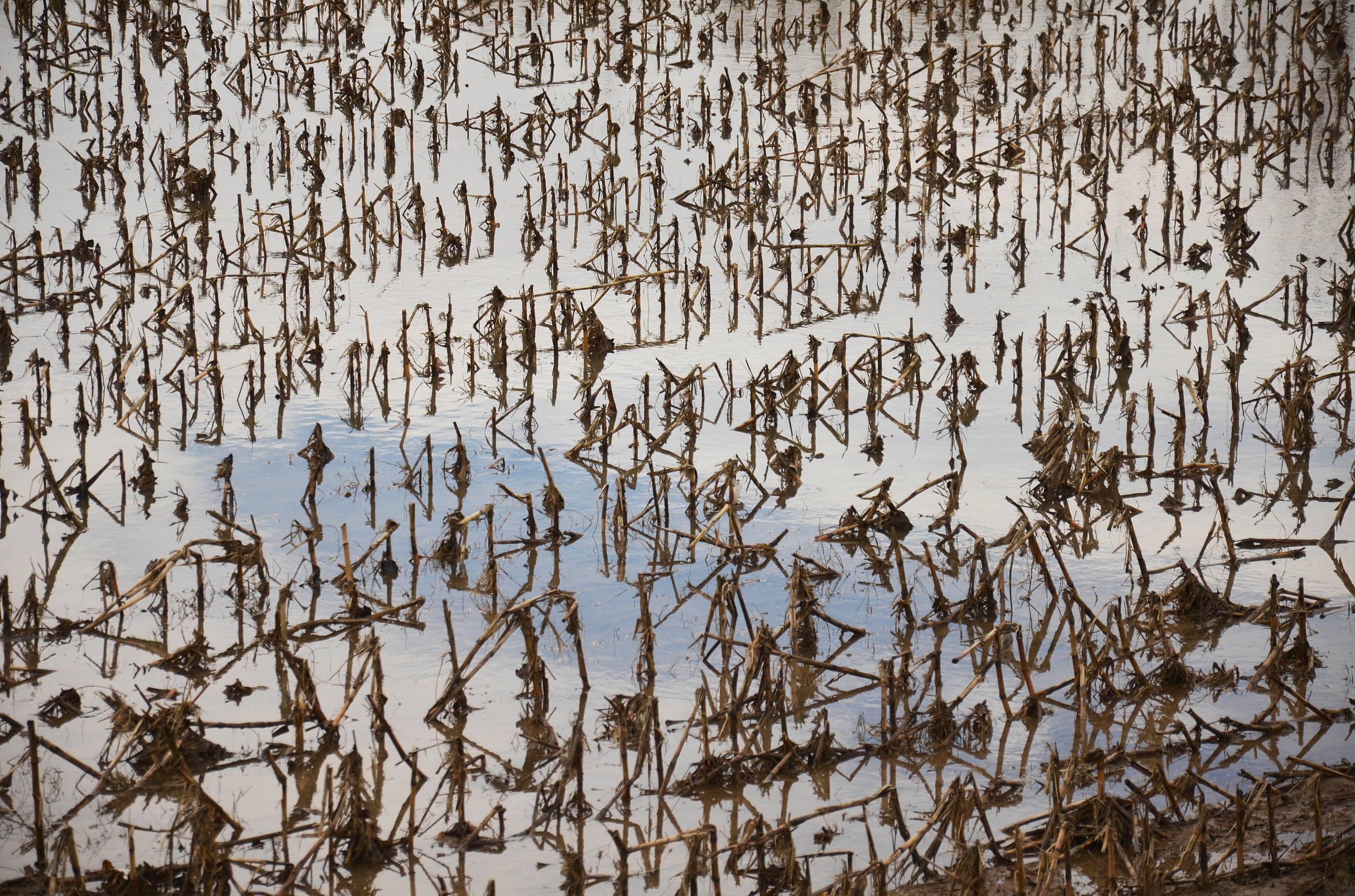 Notes on the water nusicali