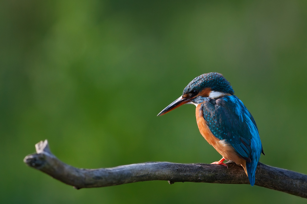 Martina la pescatrice