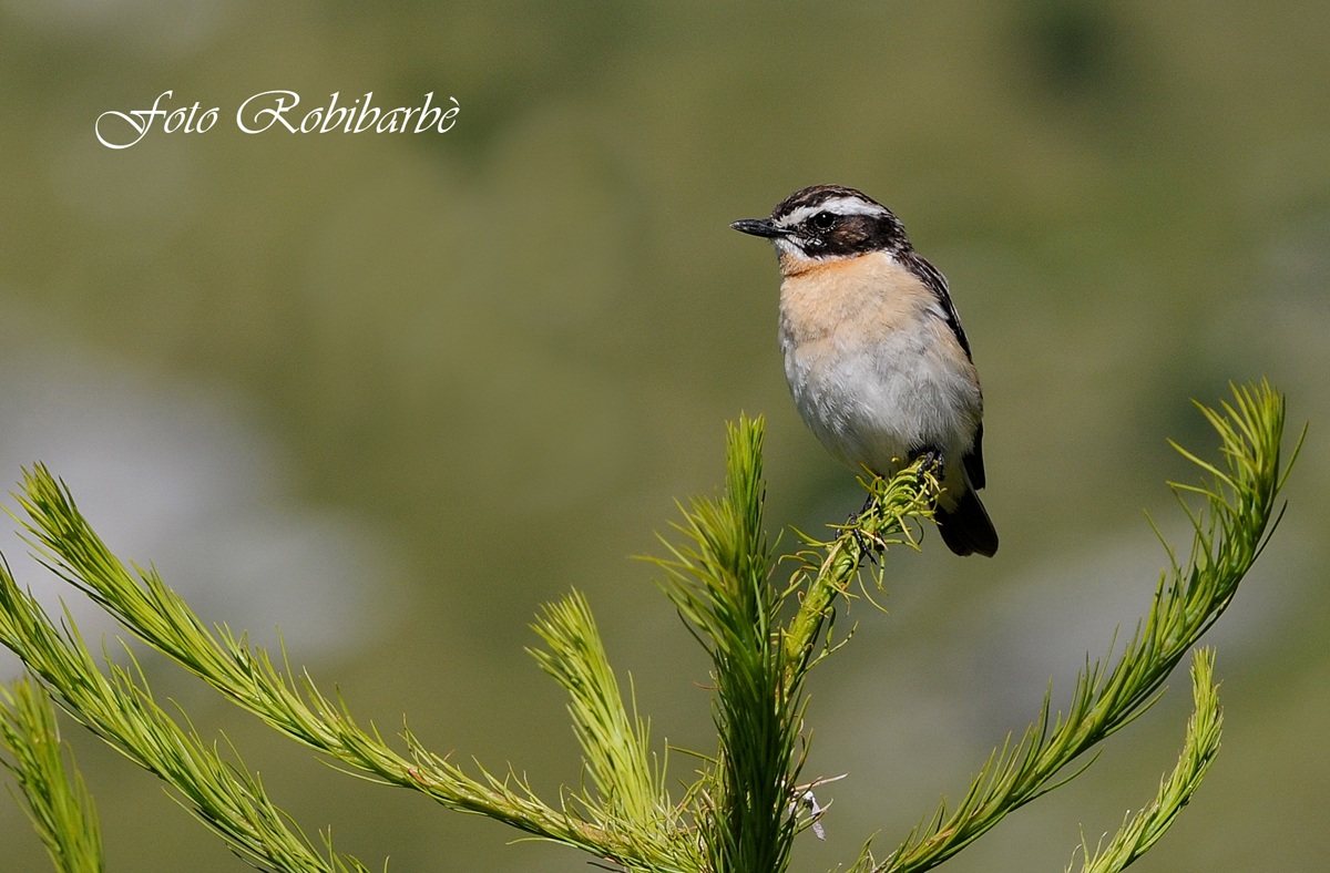 Stiaccino...... in cima...