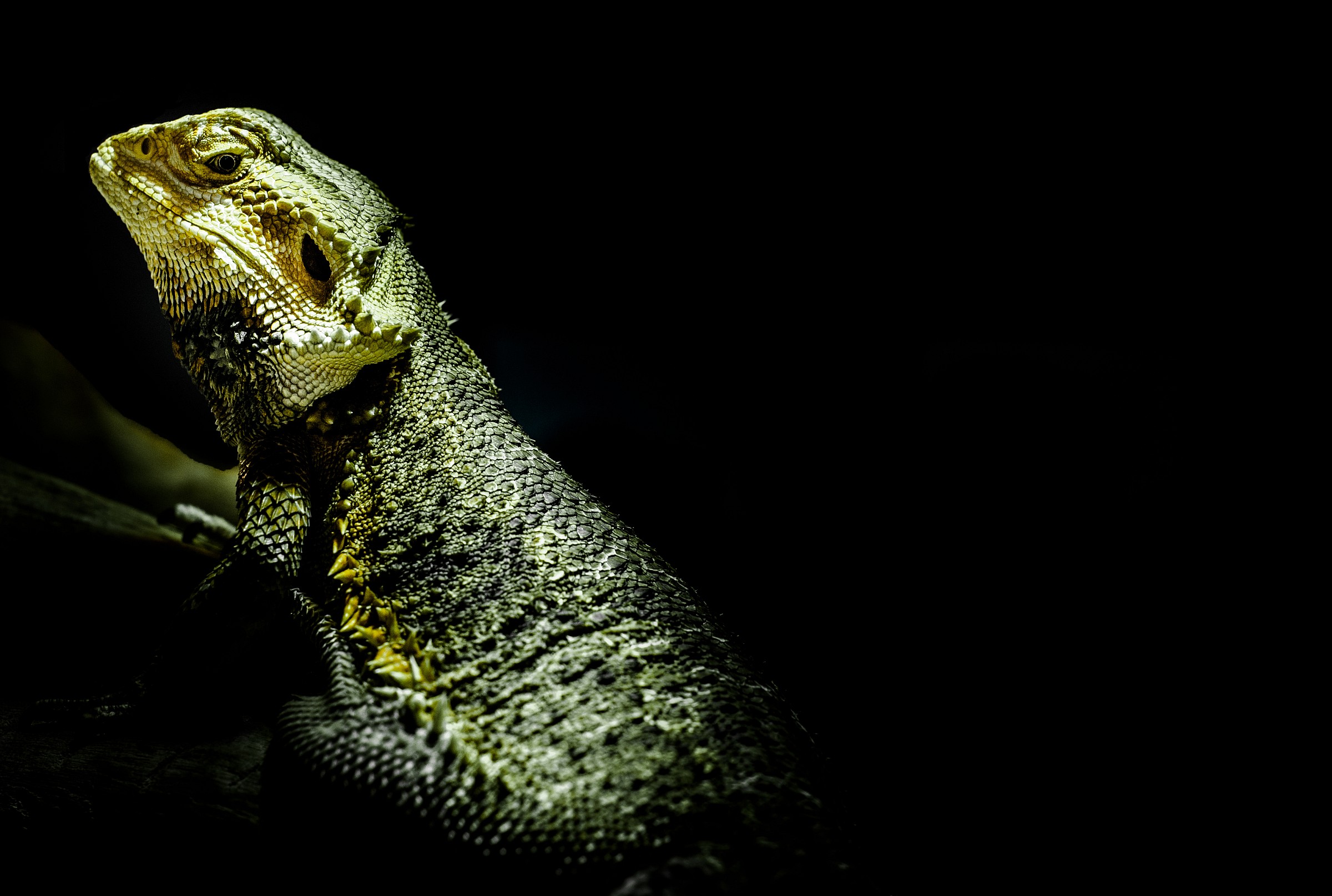 Minaccioso ma buono....