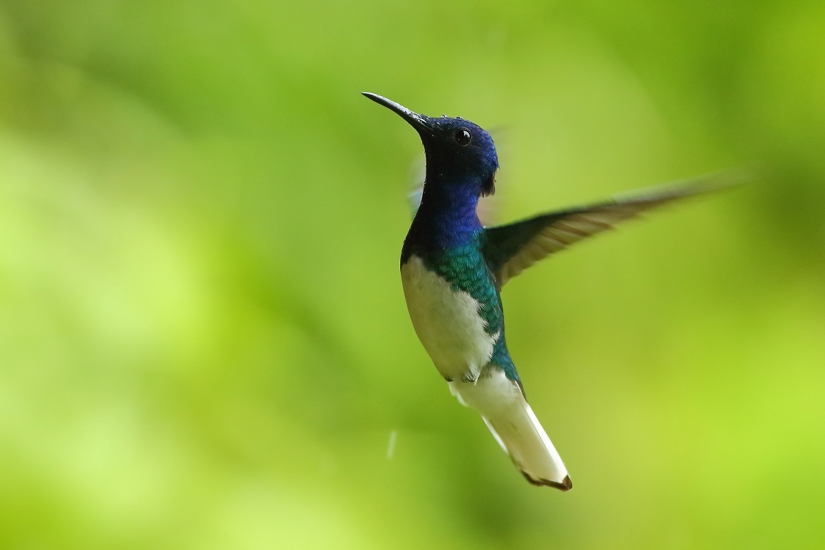 Colibrì succhiafiori collobianco