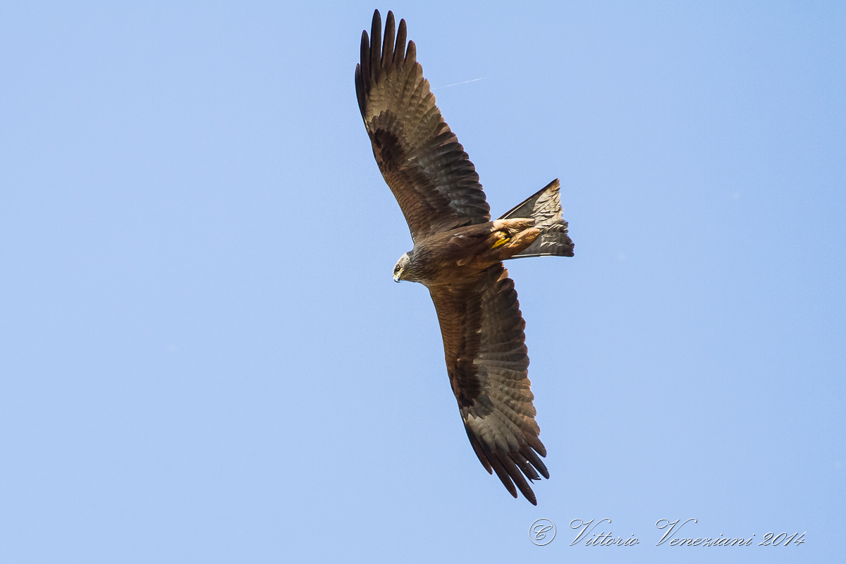 Nibbio bruno (juvenile)