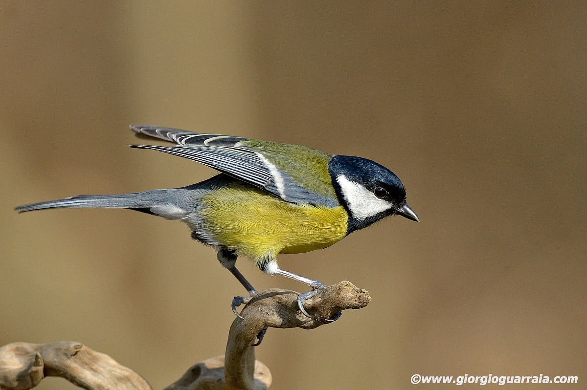 Cinciallegra al decollo