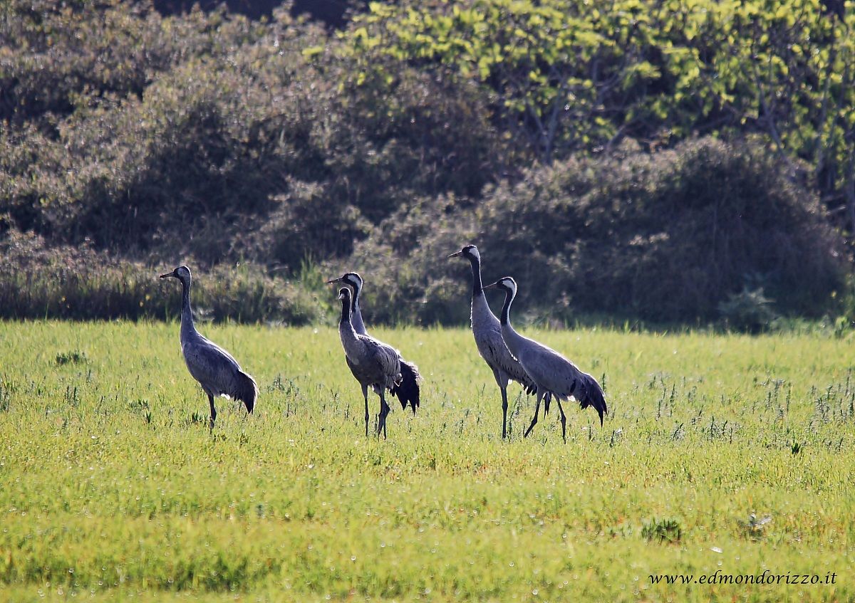 Crane - Grus cranes