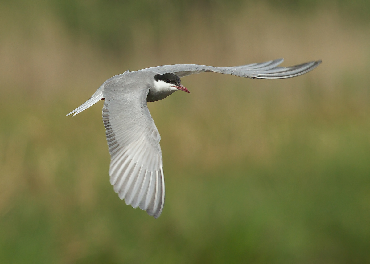whiskered tern