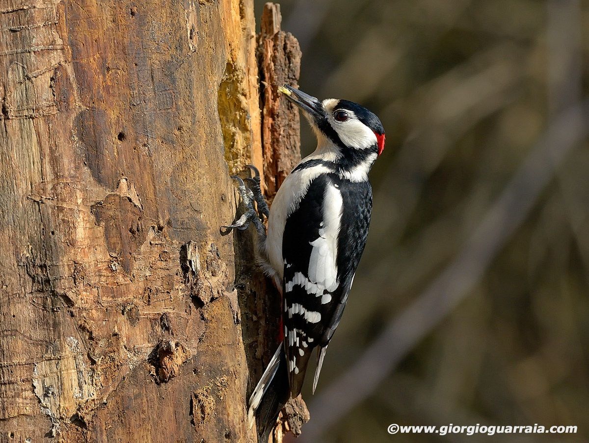 Picchio rosso al pasto
