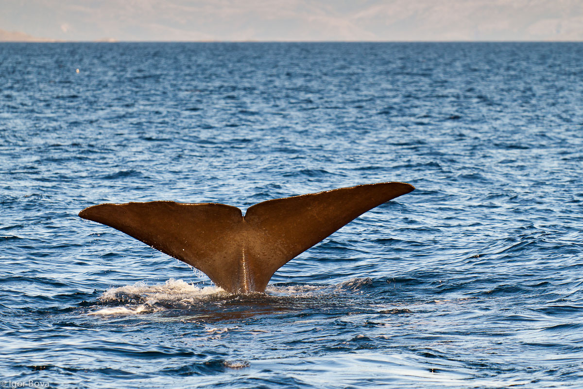 The tail of a sperm whale