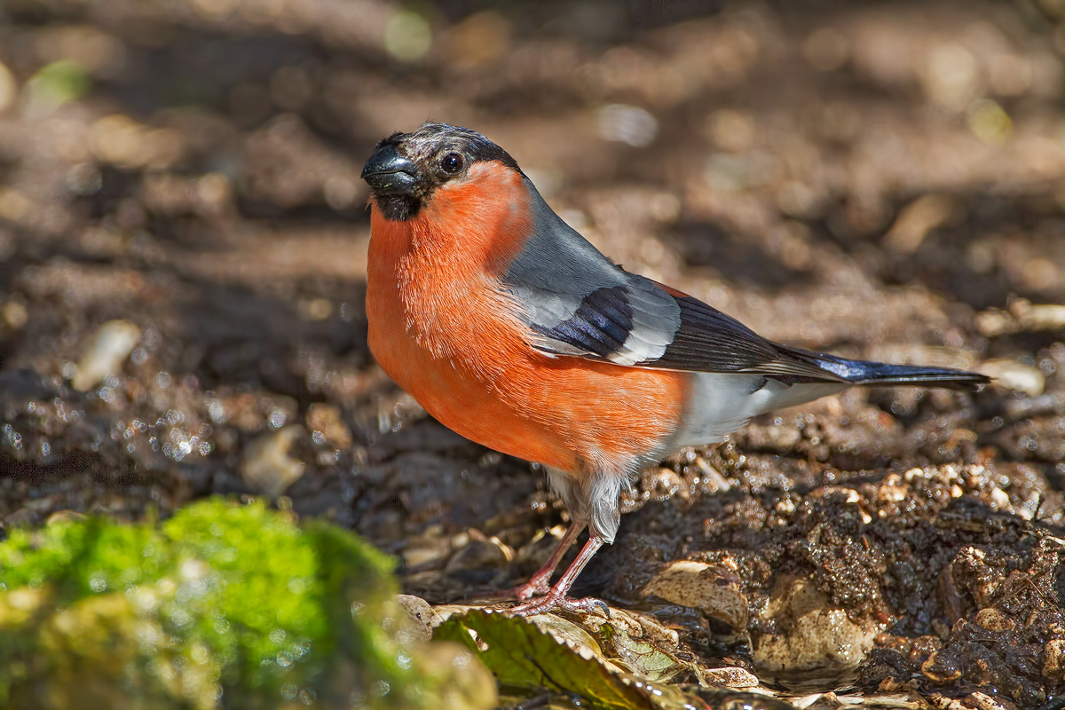 Bullfinch