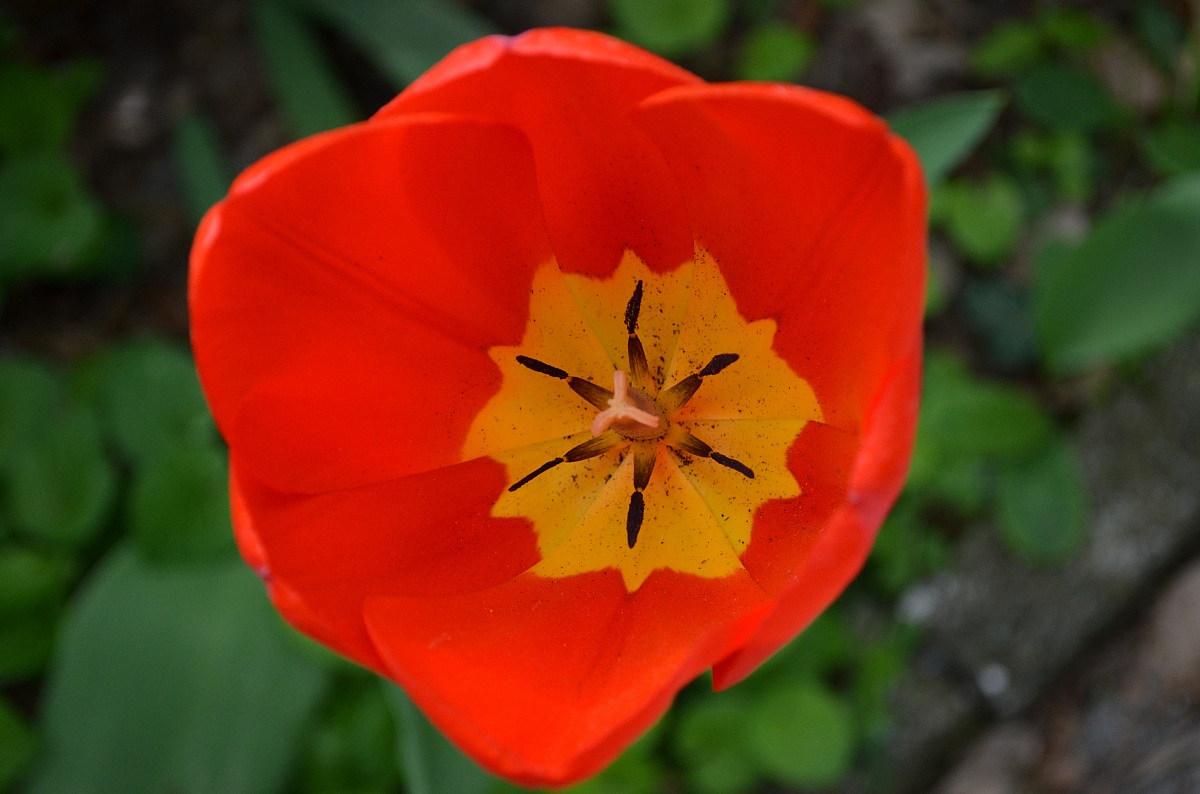 Tulip