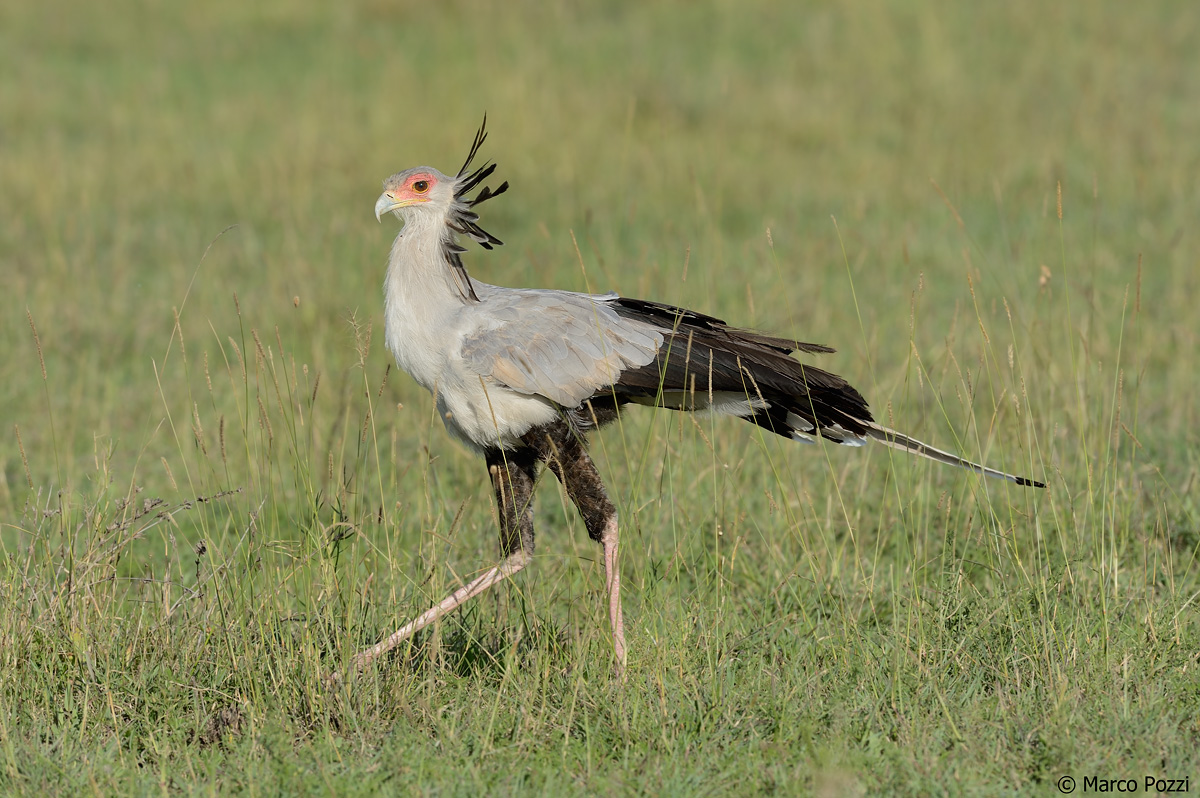 The Secretary bird