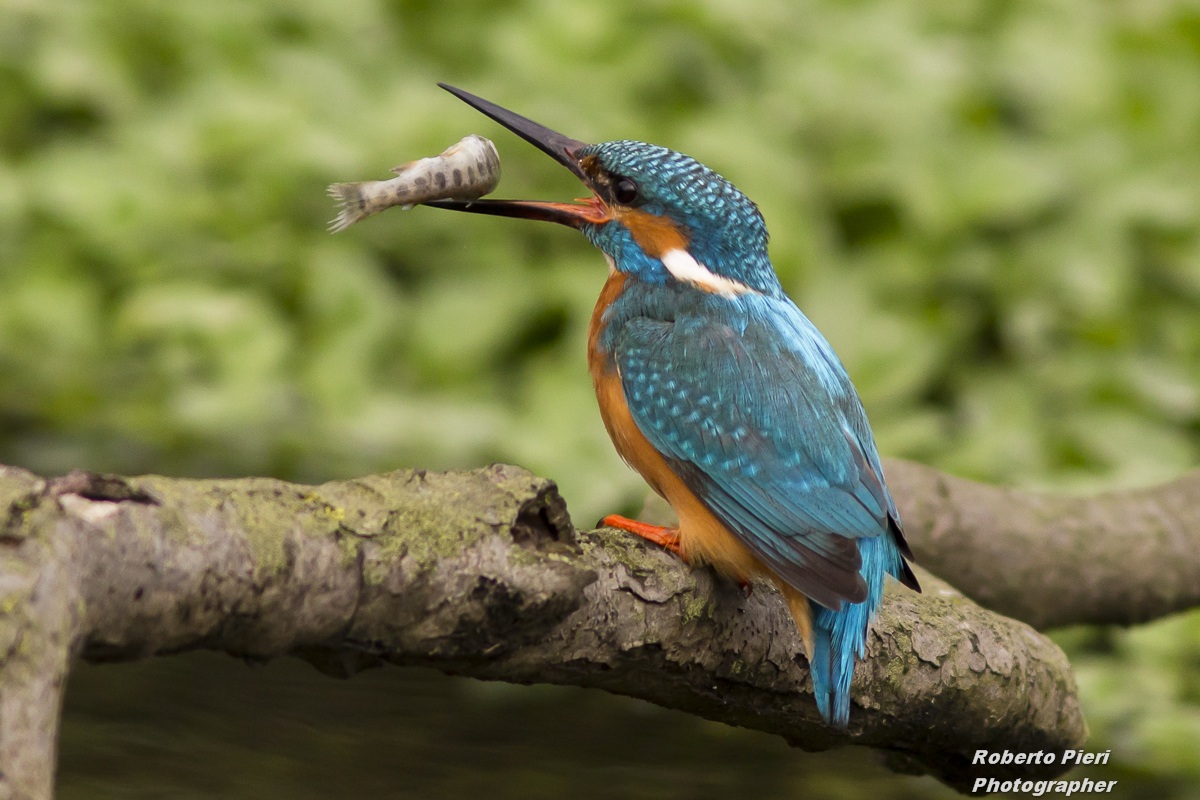 The fisherman martin