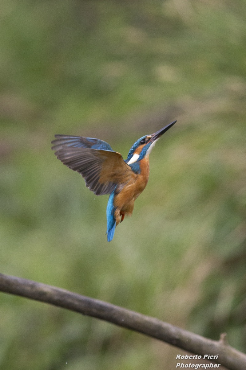 The fisherman martin "ascending"