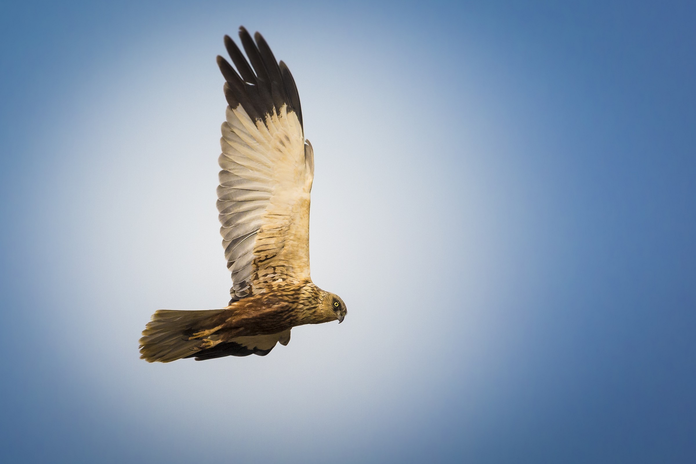marsh harrier