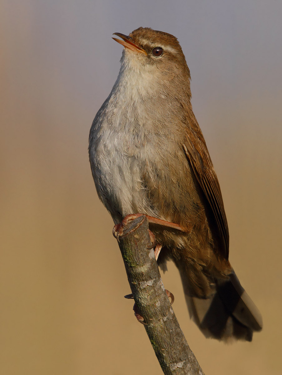 Cetti's Warbler