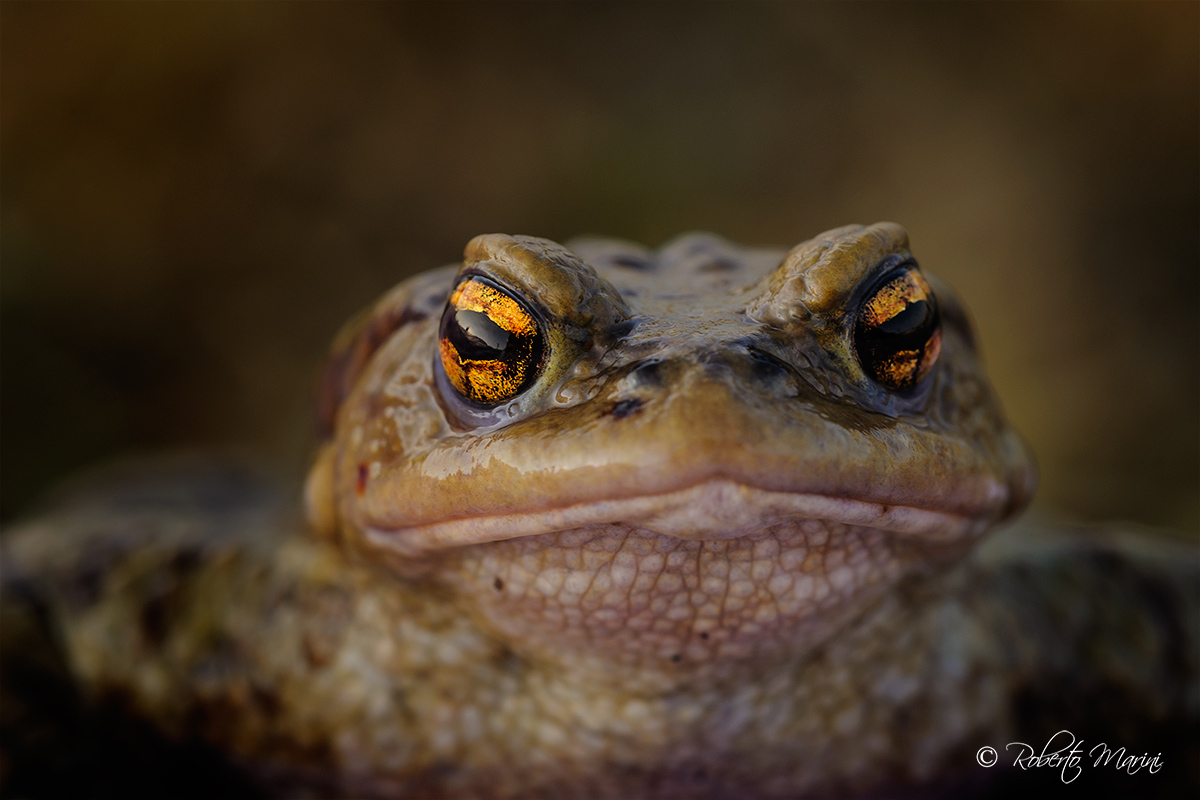 face toad
