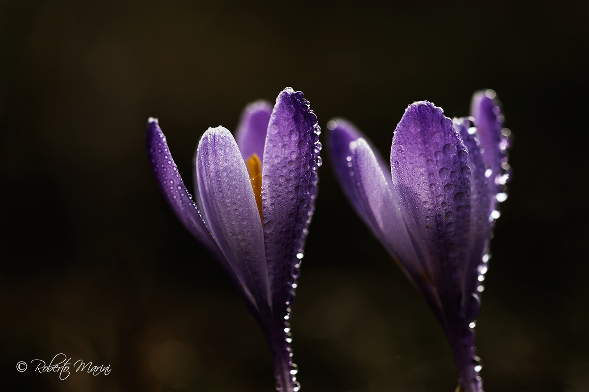 Crocus Friz