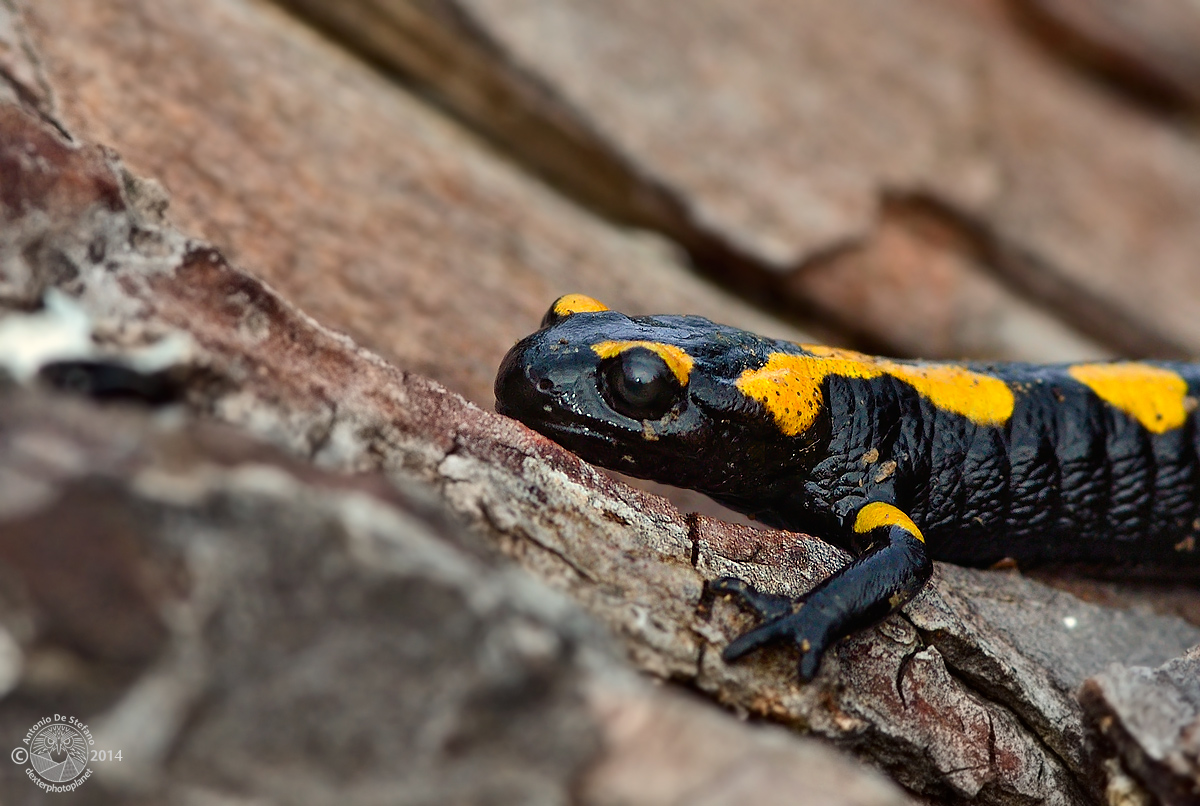 Perched on the trunk