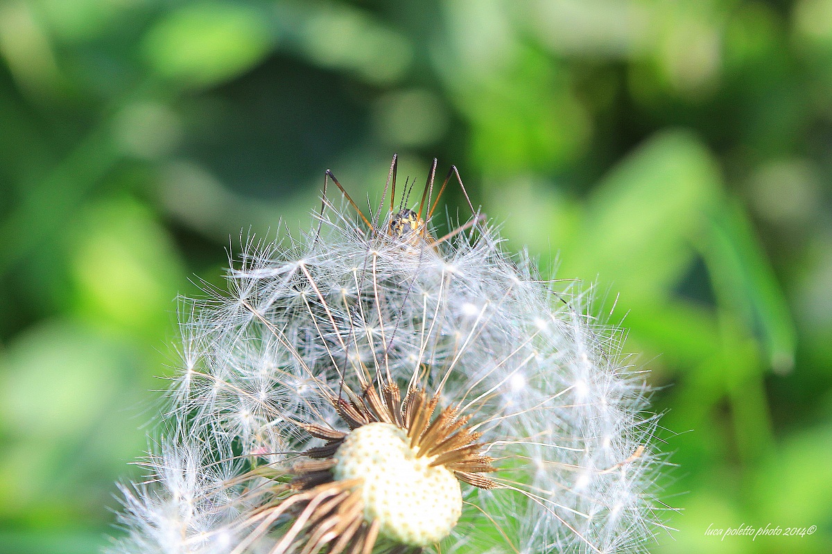nascosto dietro al soffione