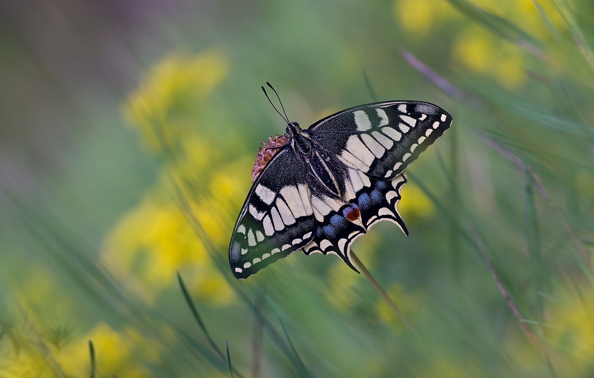 flying in the flowered field