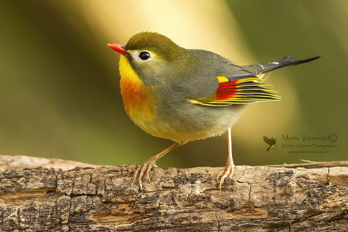 Nightingale of Japan.