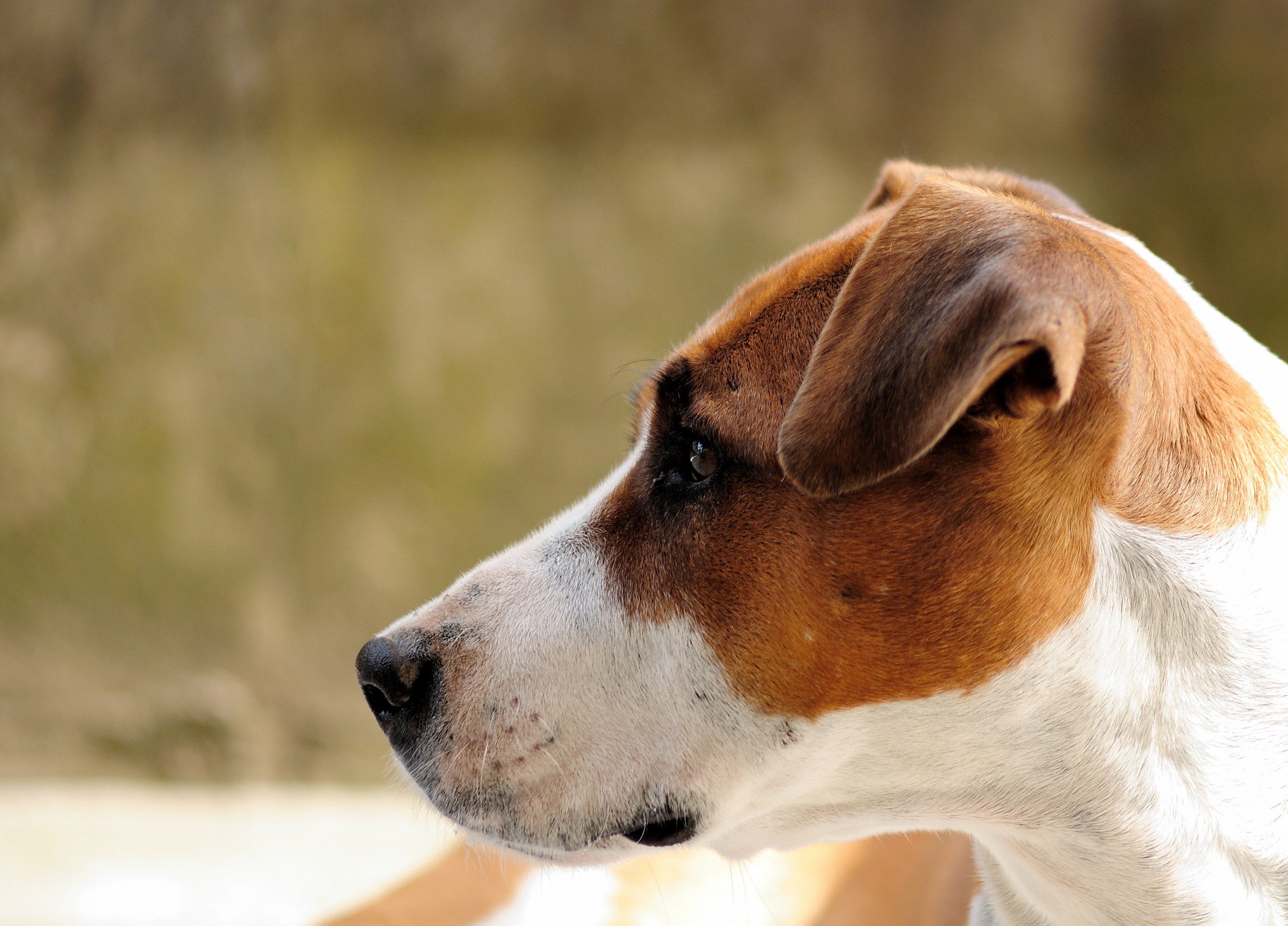 lilli (obb. s.ozeck 135 f2.8)