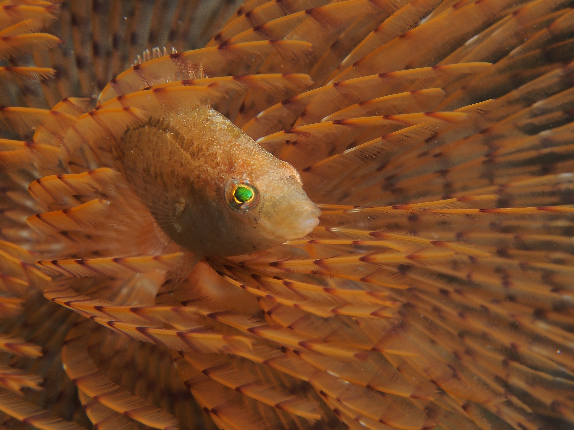 tra le piume dello spirografo