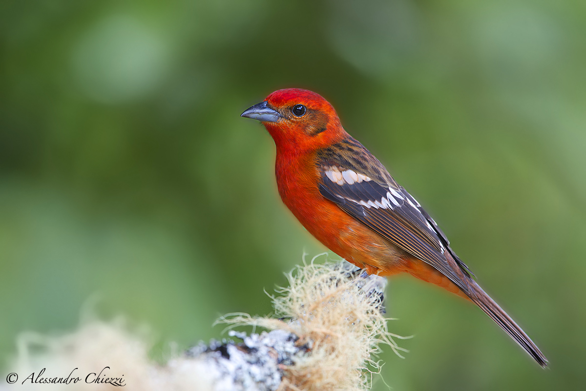 Flame-colored Tanager