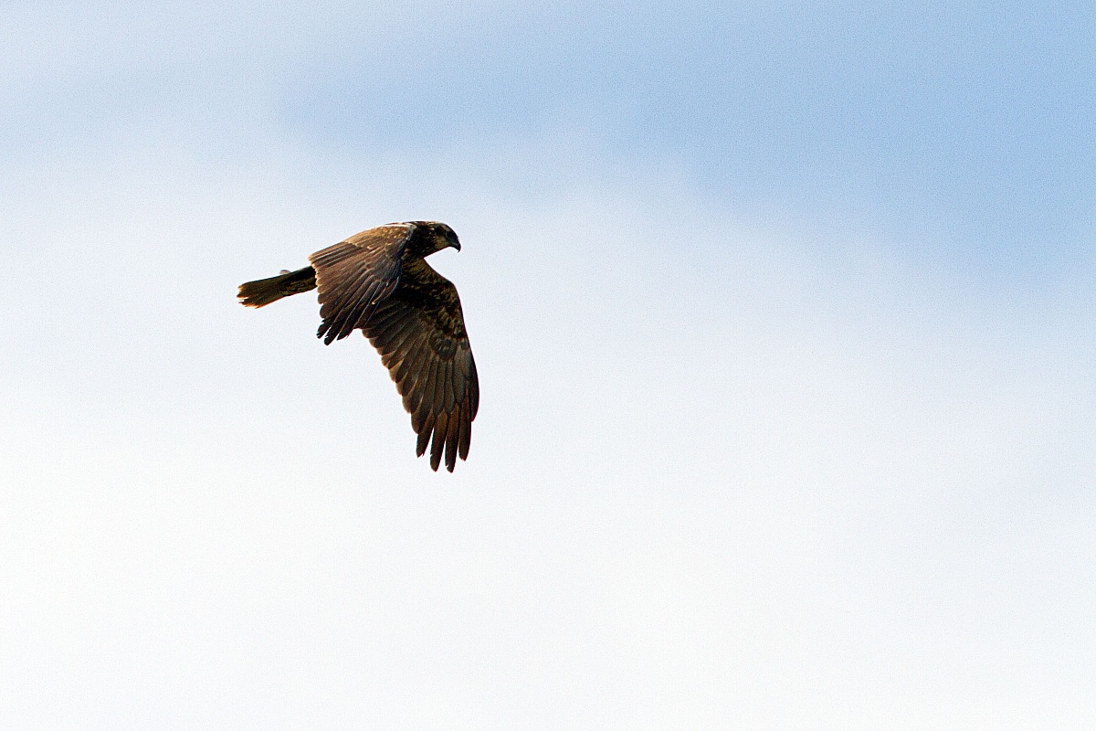 Marsh Harrier