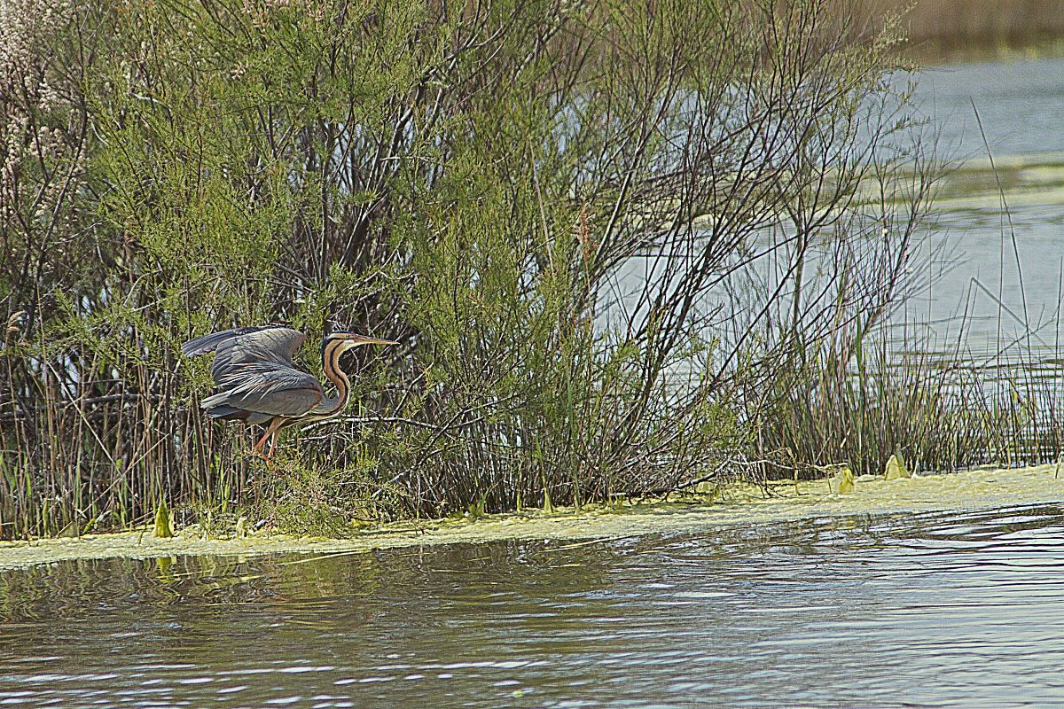 Purple Heron