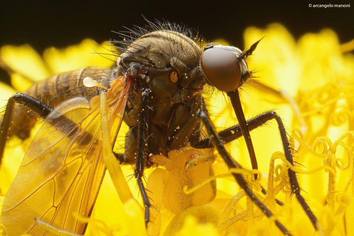 Death comes from yellow