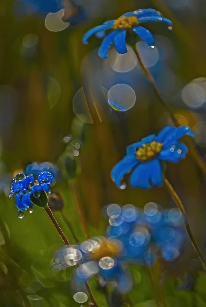 C'è una festa nel bosco