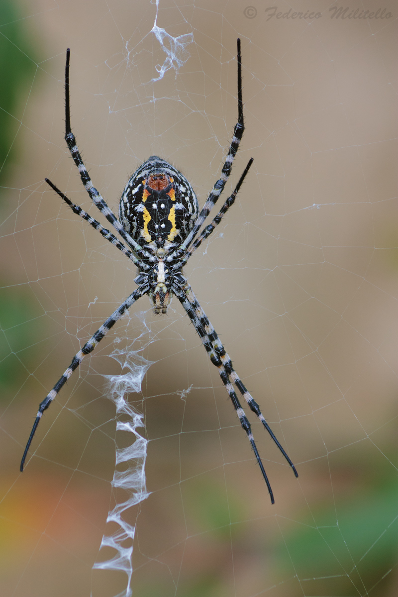 Argiope trifasciata