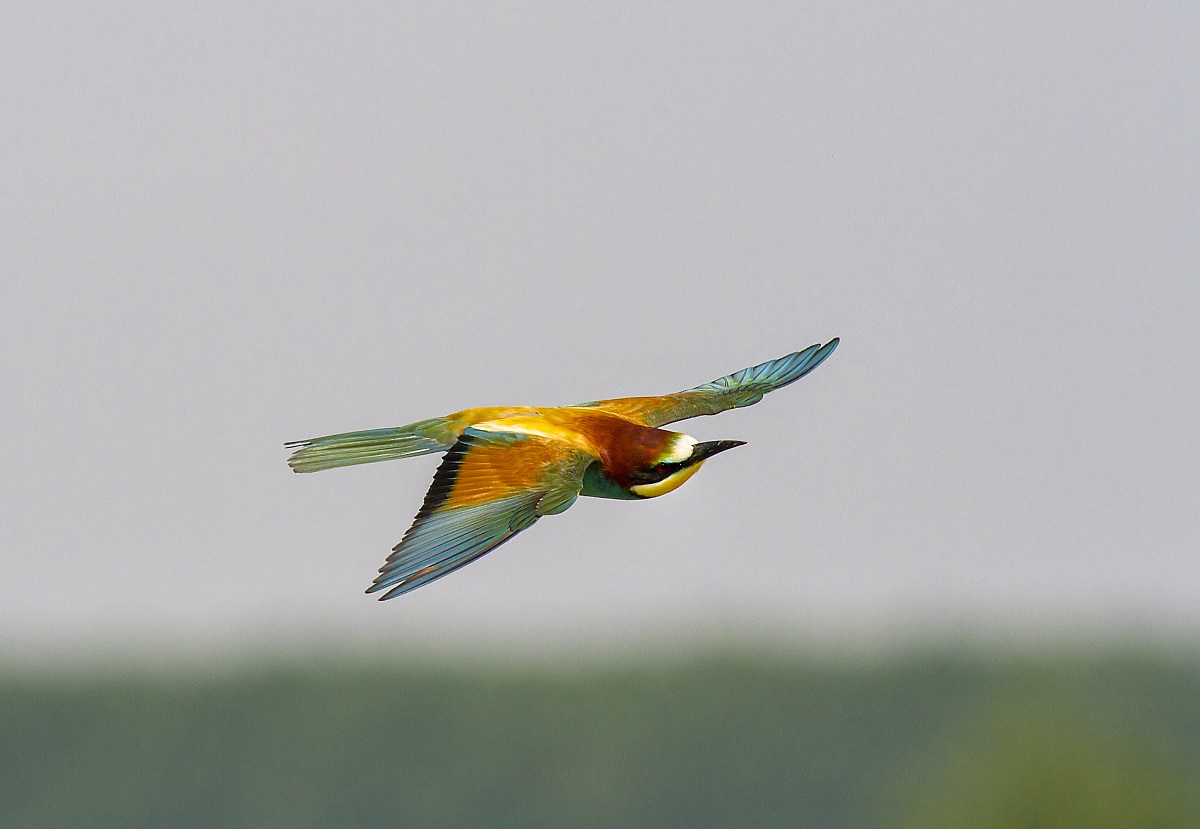 Bee-Eater