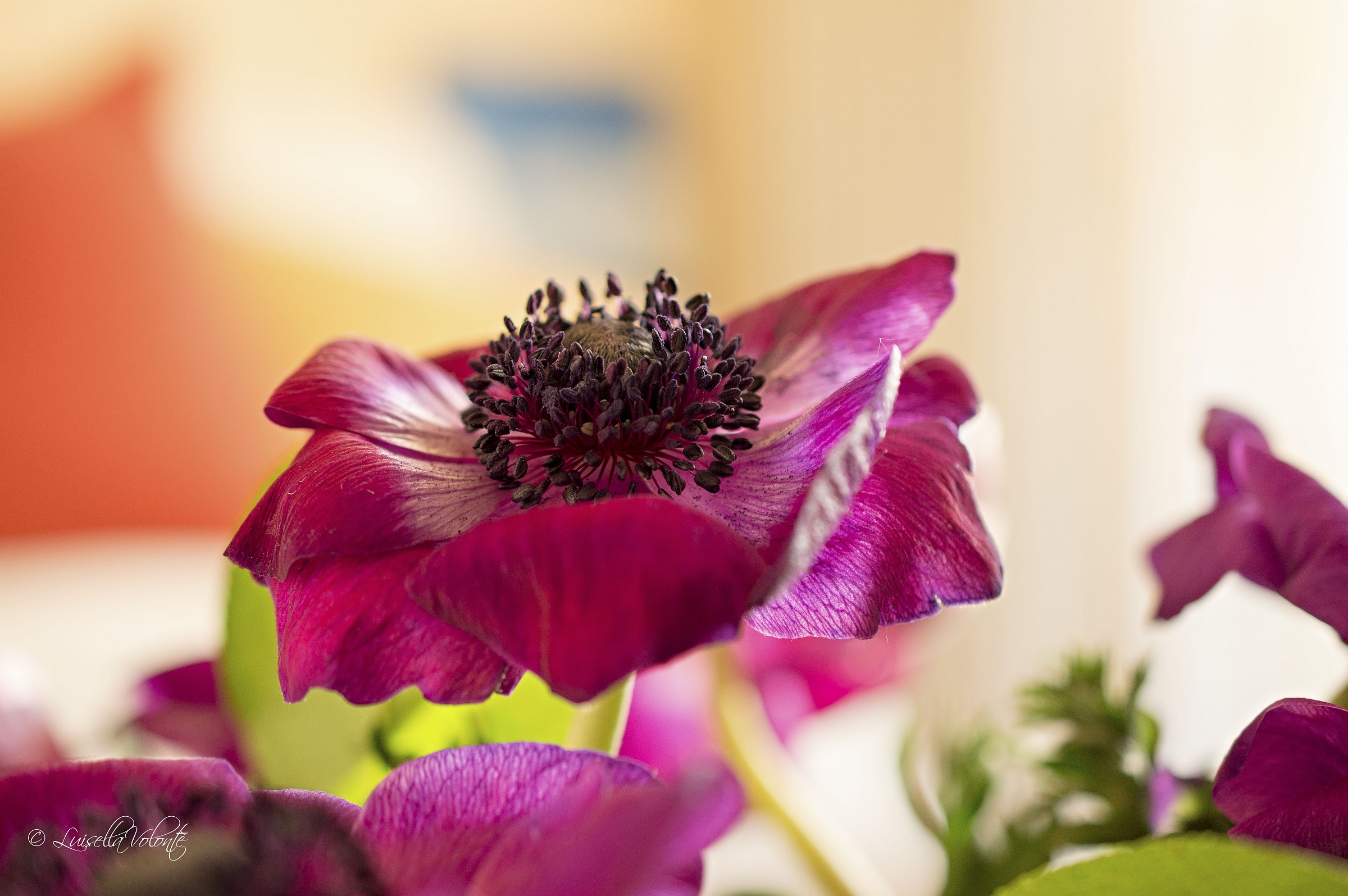 Anemone @ Villa Taranto