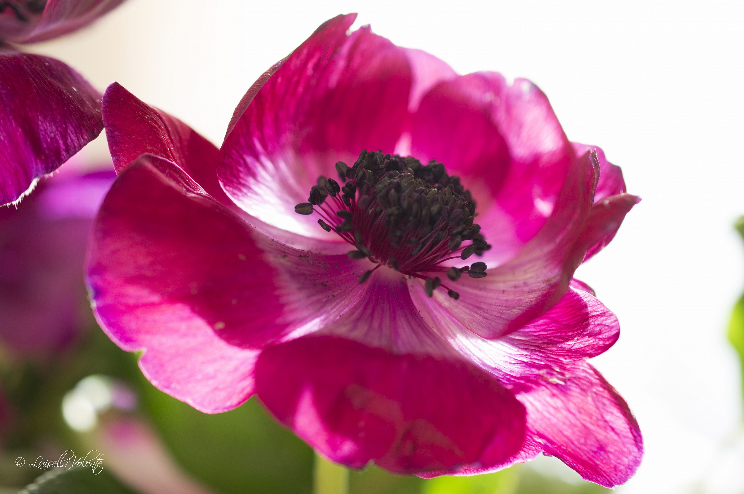 Anemone Primavera 2014