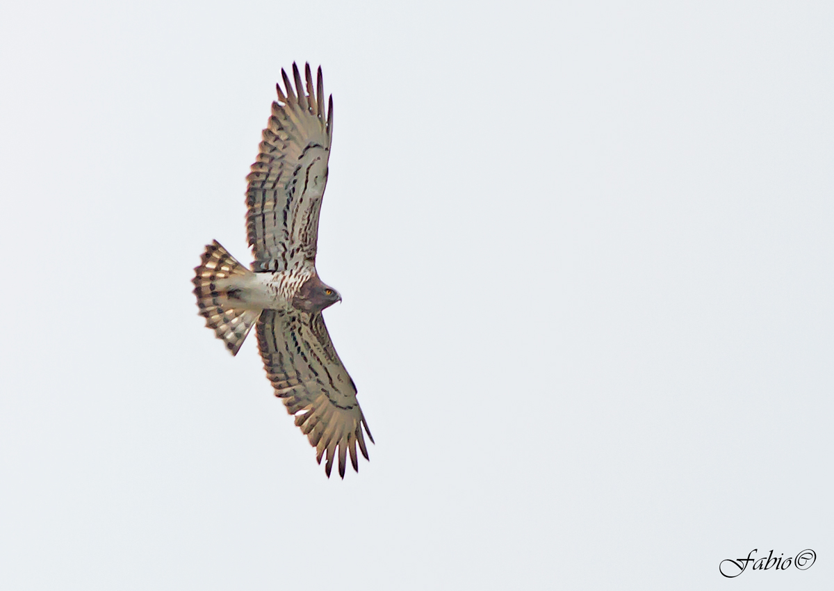 Biancone (Circaetus gallicus)