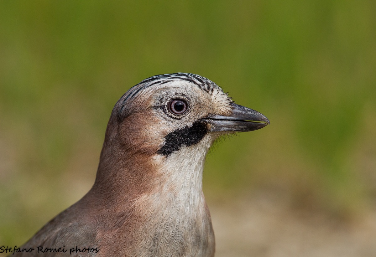 ritratto di ghiandaia