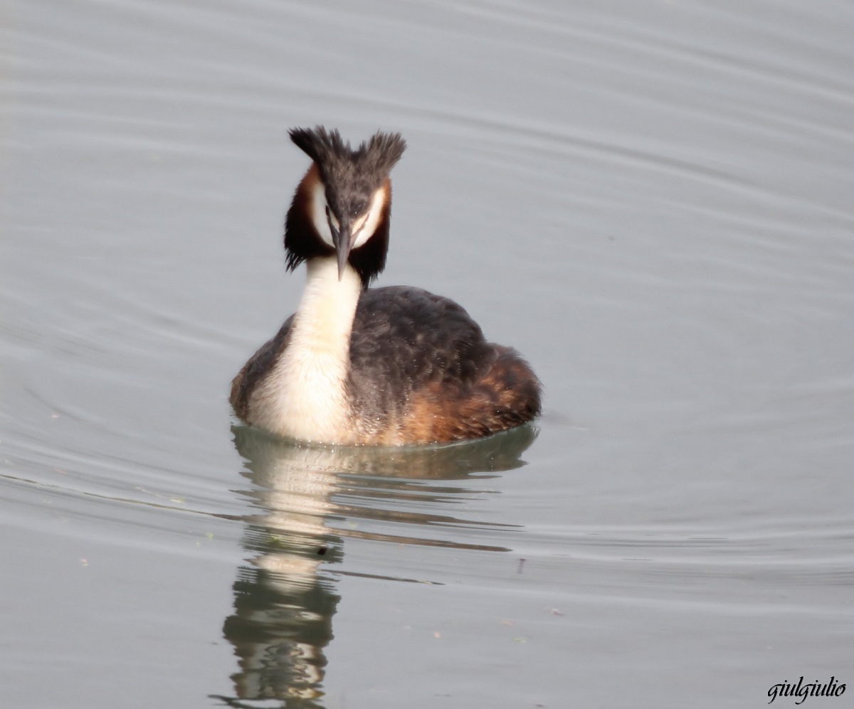 great crested grebe